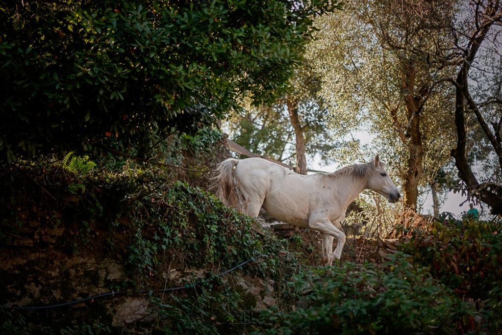 Arrabia Guest Houses Glamping Raiva Buitenkant foto