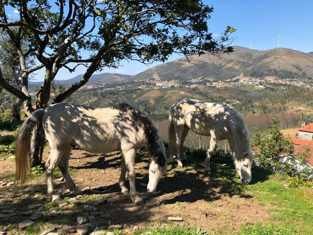 Arrabia Guest Houses Glamping Raiva Buitenkant foto